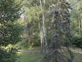 Снаторно-курортный комплекс под реконструкцию 2,73 га Пуща-Водица. Kiev