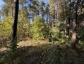 Земельный участок 0,67га в сосновом лесу КГ Сосновый бор. Київська обл