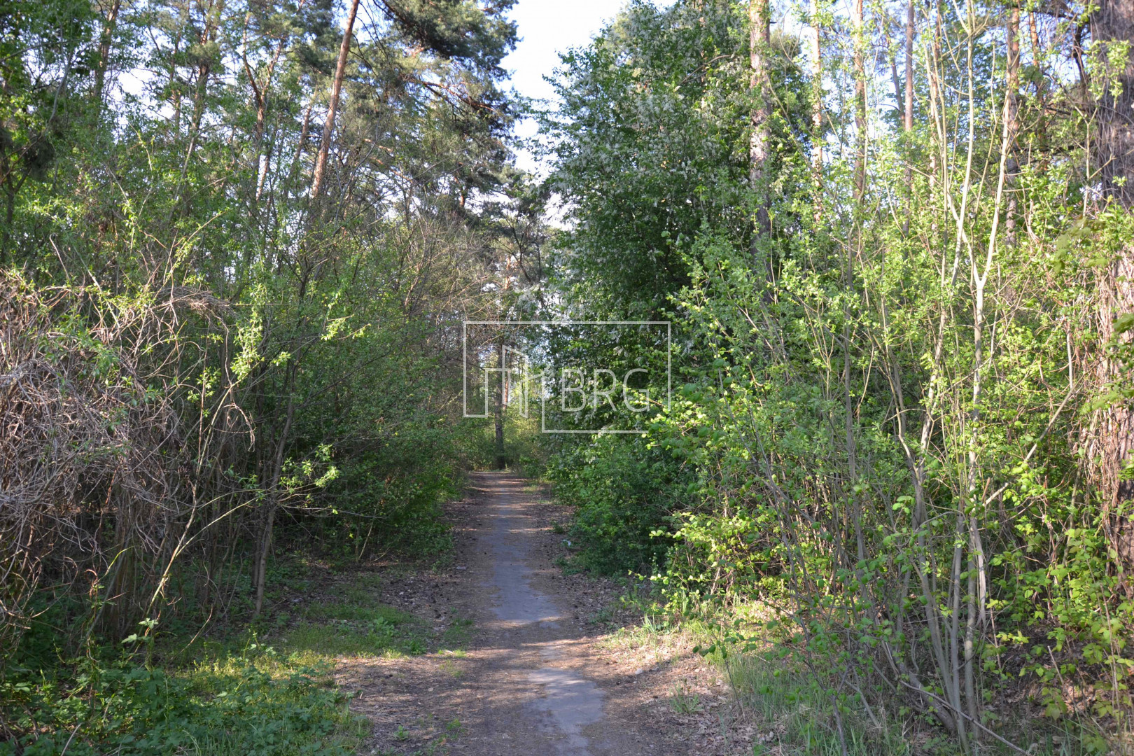 Участок 0,60 га в хвойно-лиственном лесу. Киевская обл