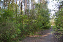 Участок 0,60 га в хвойно-лиственном лесу. Киевская обл