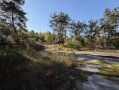 Земельный участок 0,67га в сосновом лесу КГ Сосновый бор. Київська обл