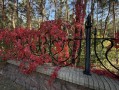 Земельный участок 0,67га в сосновом лесу КГ Сосновый бор. Київська обл