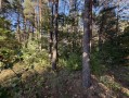 Земельный участок 0,67га в сосновом лесу КГ Сосновый бор. Київська обл