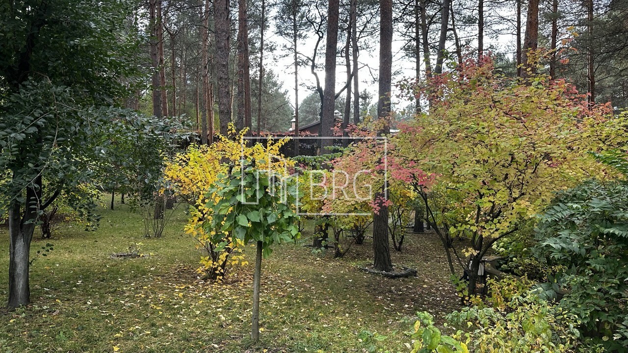 Земельный участок 52 сотки в сосновом лесу Пятихатки. Київська обл