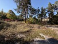 Земельный участок 0,67га в сосновом лесу КГ Сосновый бор. Київська обл