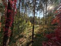 Земельный участок 0,67га в сосновом лесу КГ Сосновый бор. Київська обл