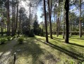 Земельный участок 32 сотки КГ Сосновый бор в сосновом лесу. Київська обл