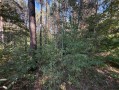 Земельный участок 0,67га в сосновом лесу КГ Сосновый бор. Київська обл