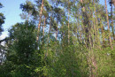 Участок 0,60 га в хвойно-лиственном лесу. Kiev region