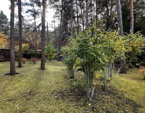 Земельный участок 52 сотки в сосновом лесу Пятихатки. Київська обл